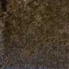Dark Walnut
